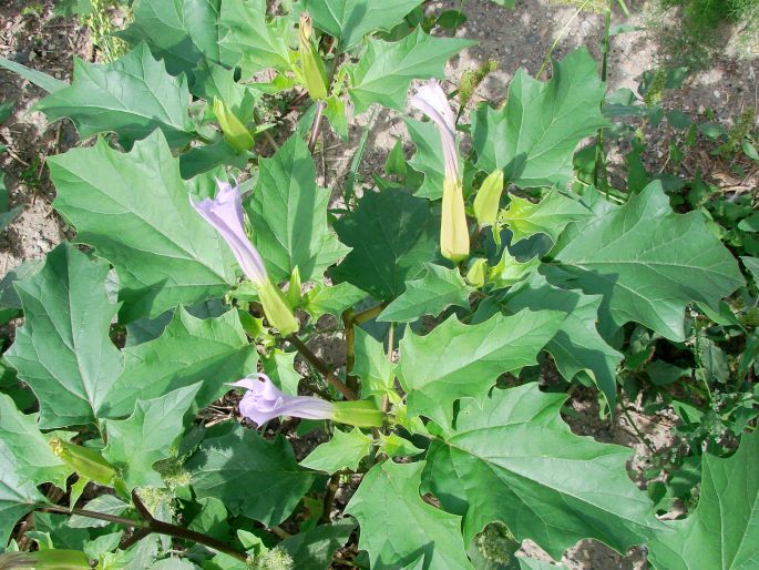 Datura stramonium var. tatula