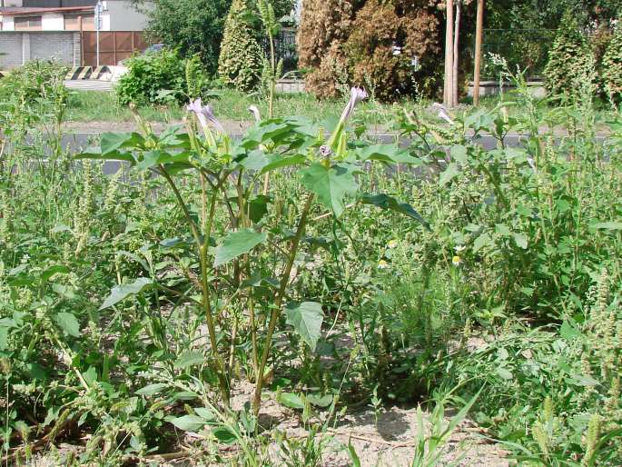 Datura stramonium var. tatula