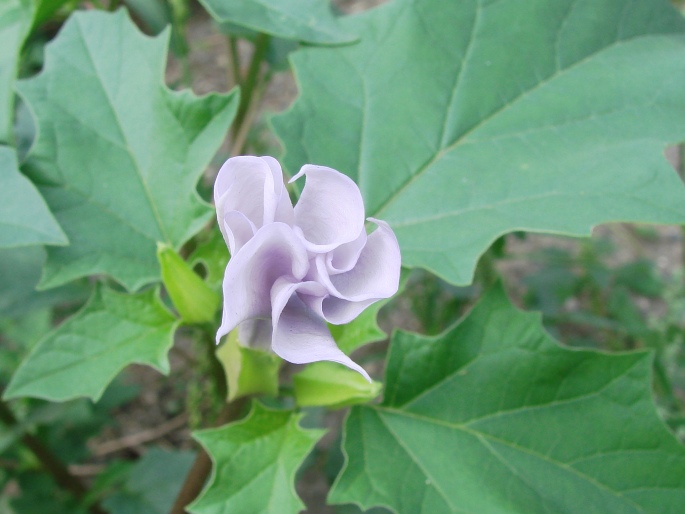 Datura stramonium var. tatula