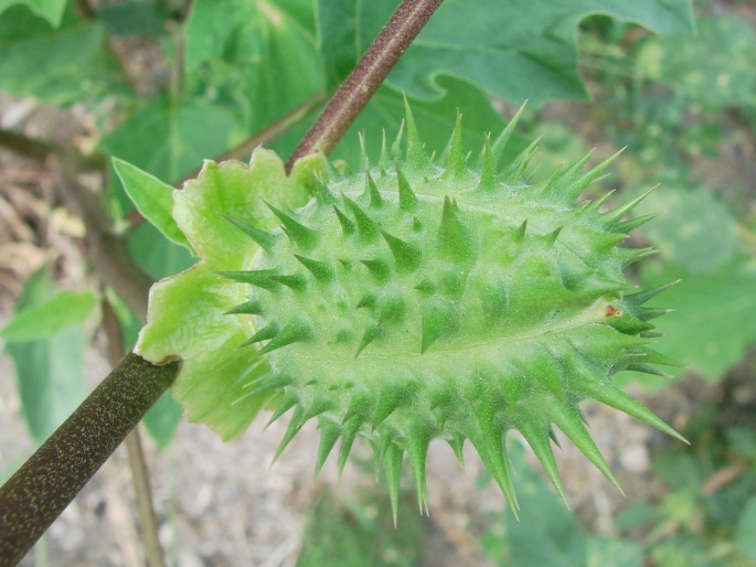 Datura stramonium var. tatula