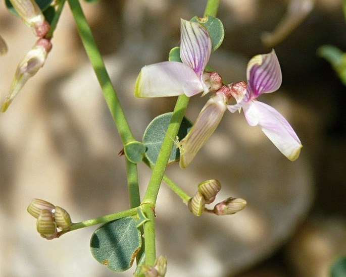 Taverniera glabra