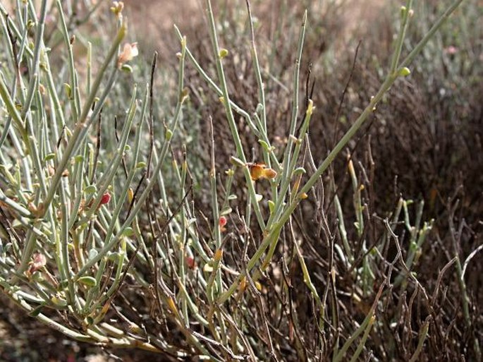 Taverniera spartea