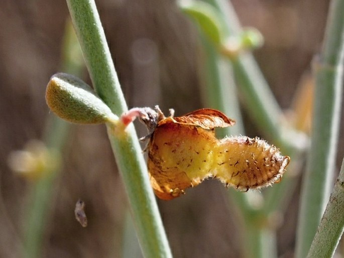 Taverniera spartea