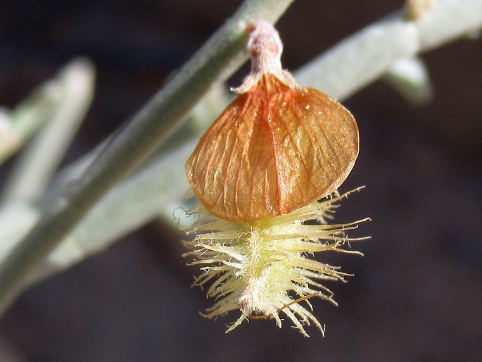 Taverniera spartea