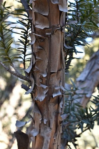 Taxus cuspidata