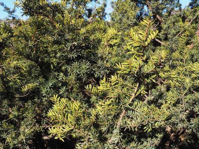 Taxus cuspidata