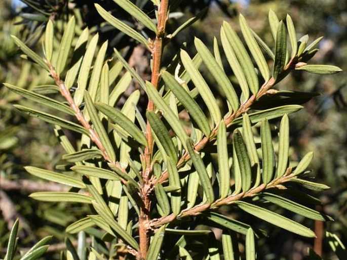 Taxus cuspidata