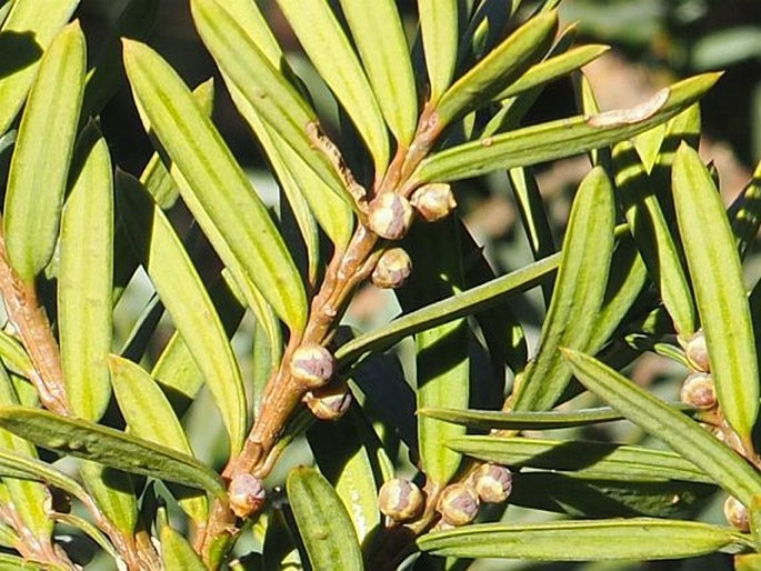 Taxus cuspidata