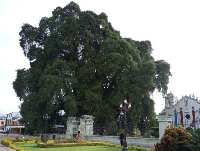 Taxodium mucronatum