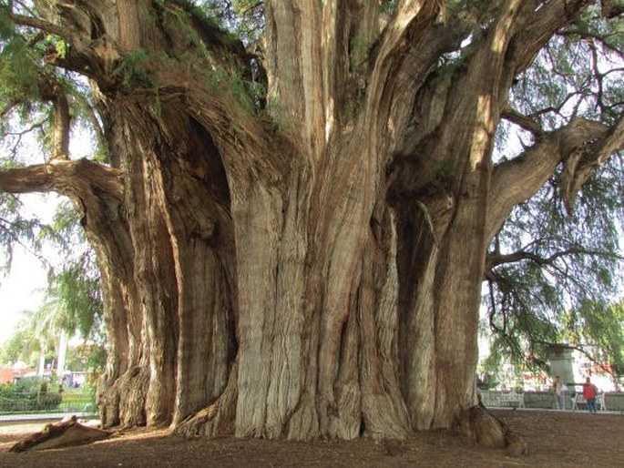 Taxodium mucronatum