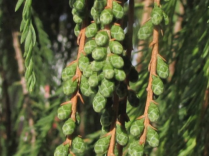 Taxodium mucronatum