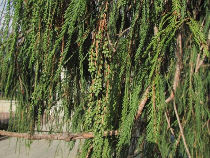 Taxodium mucronatum