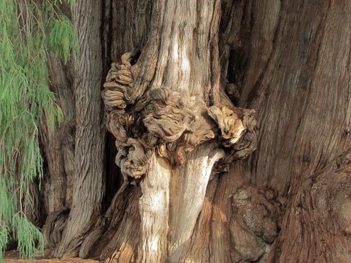 Taxodium mucronatum