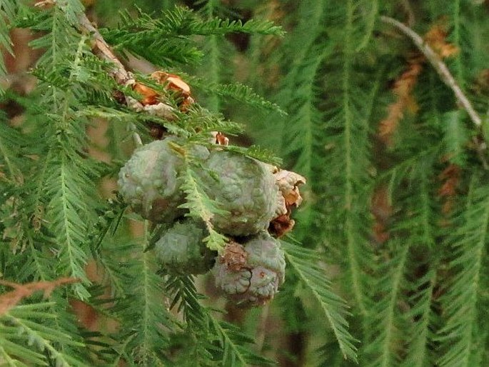 Taxodium mucronatum