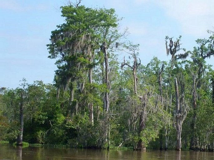 Taxodium distichum