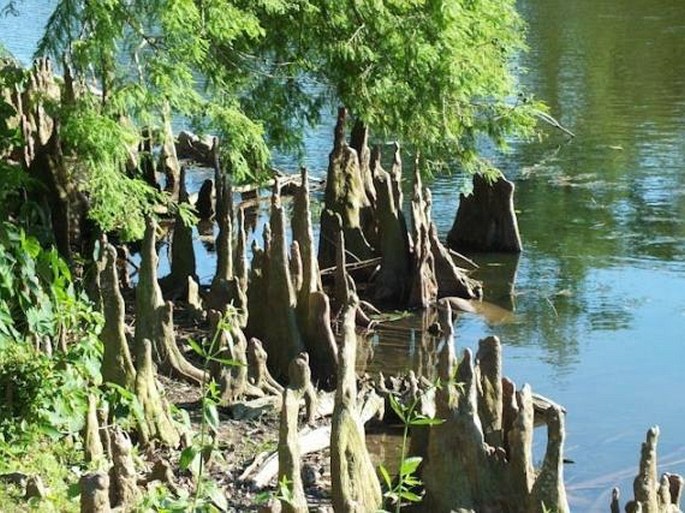 Taxodium distichum