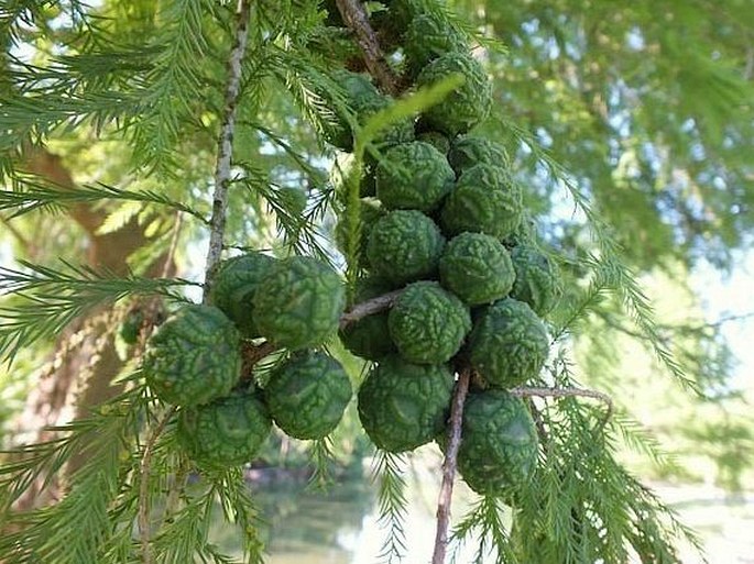 Taxodium distichum