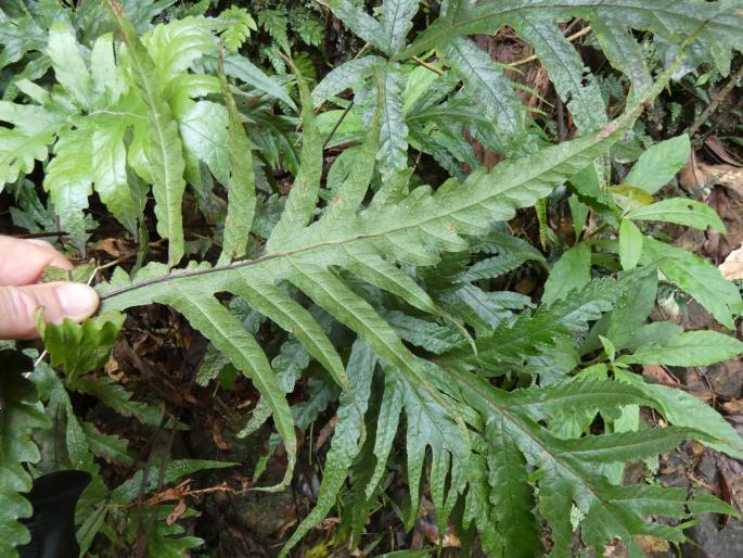 Tectaria confluens