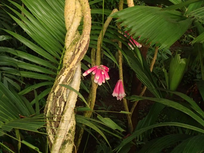 Tecomanthe dendrophila