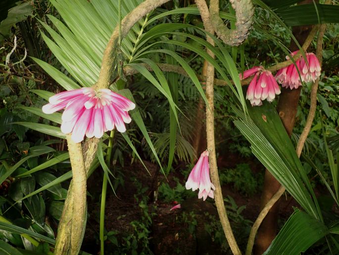 Tecomanthe dendrophila