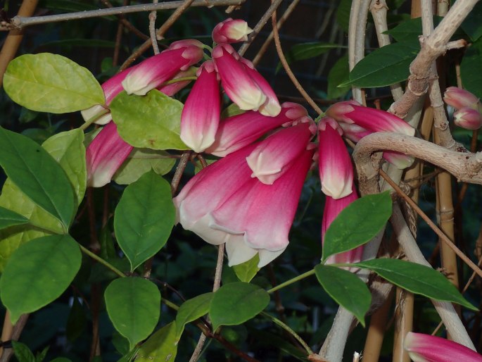 Tecomanthe dendrophila