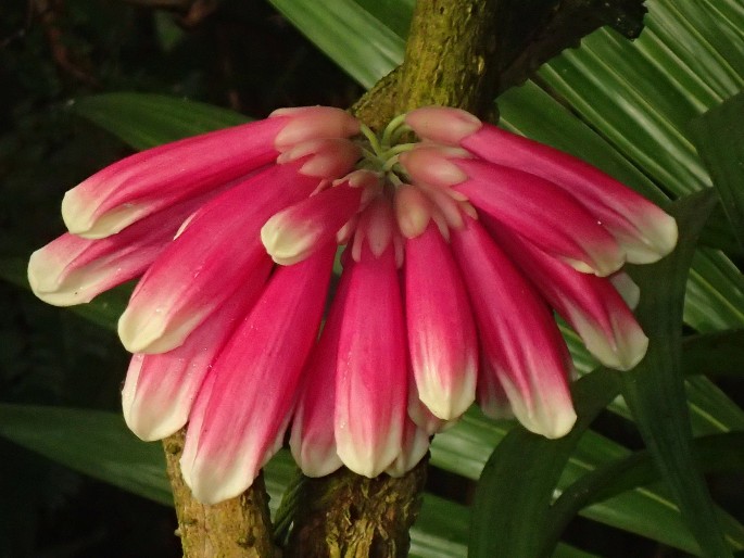 Tecomanthe dendrophila