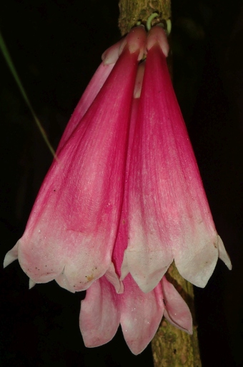 Tecomanthe dendrophila