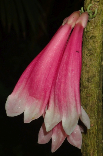 Tecomanthe dendrophila