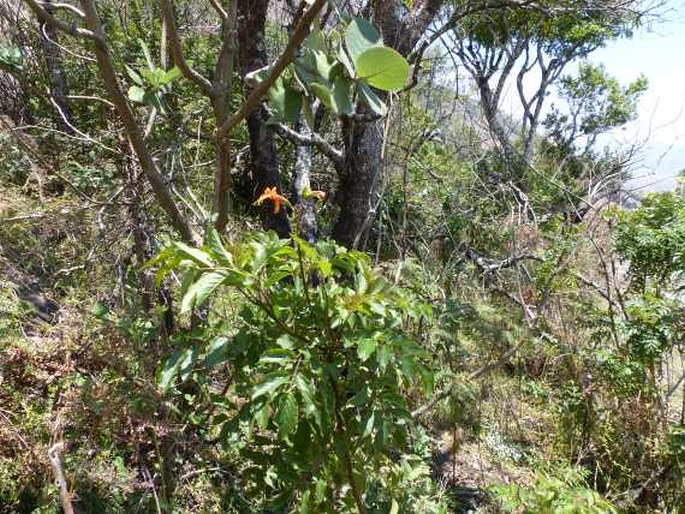 Tecomaria nyassae