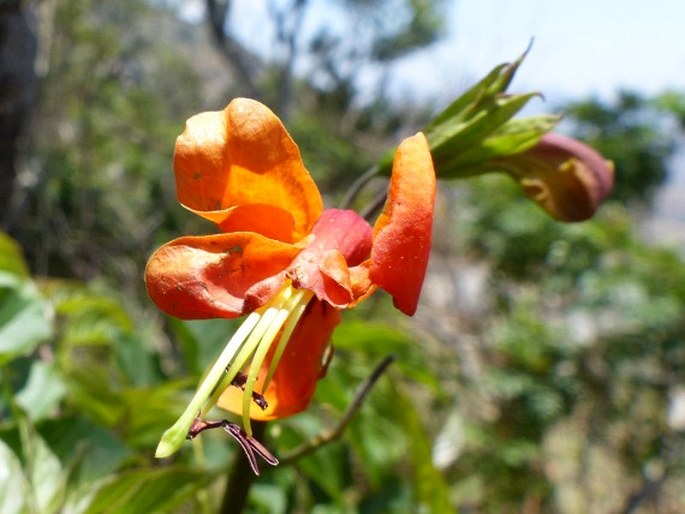 Tecomaria nyassae