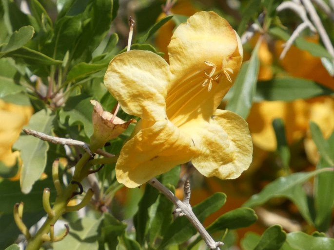 Tecomella undulata