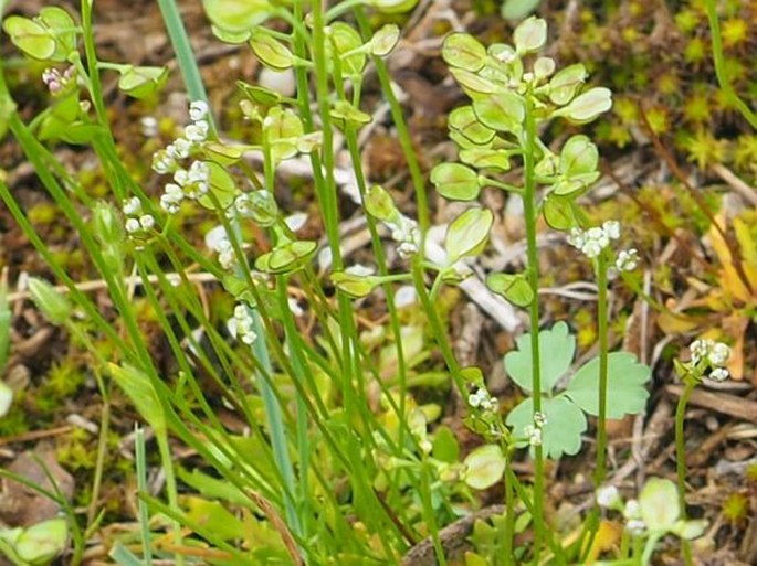 Teesdalia coronopifolia