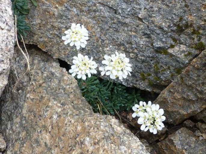 Teesdaliopsis conferta