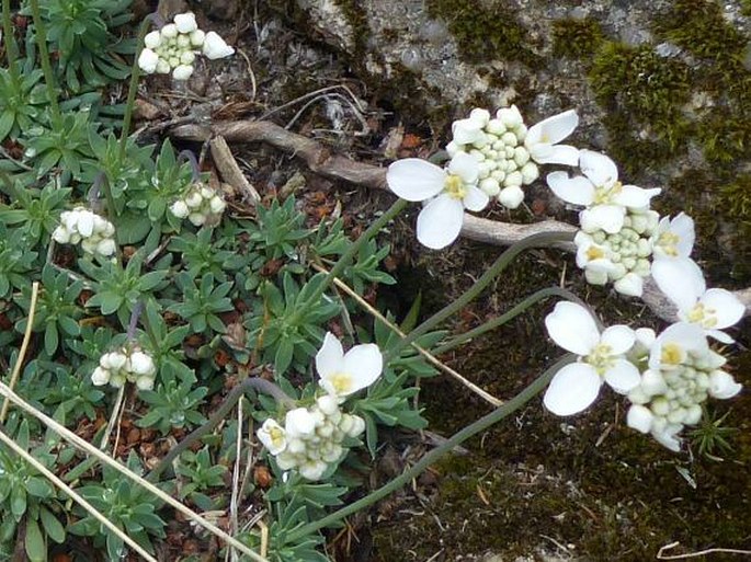 Teesdaliopsis conferta