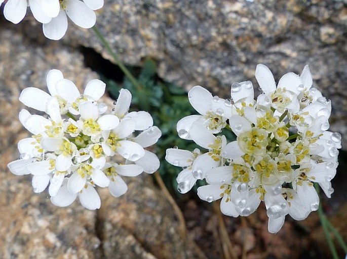 Teesdaliopsis conferta