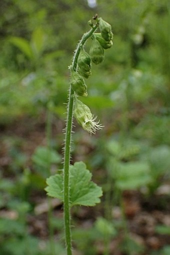 Tellima grandiflora