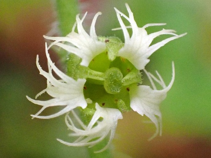 Tellima grandiflora