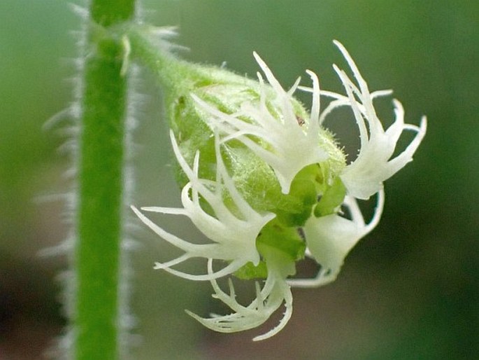 TELLIMA GRANDIFLORA (Pursh) Douglas ex Lindl.