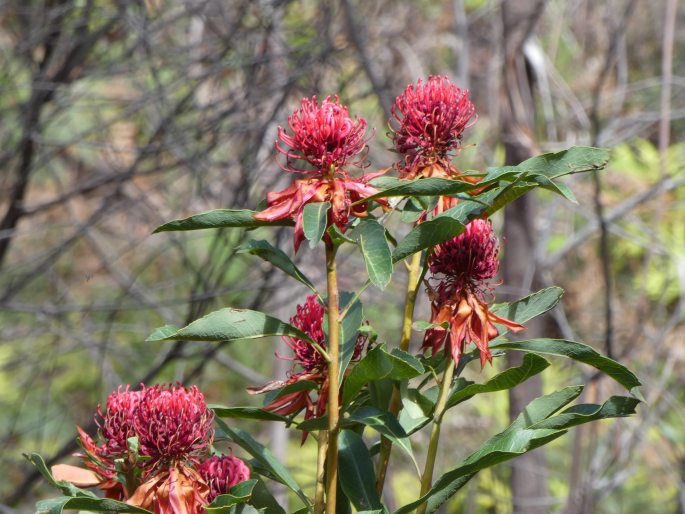 Telopea speciosissima