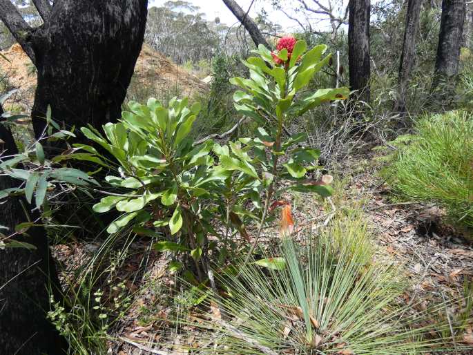 Telopea speciosissima