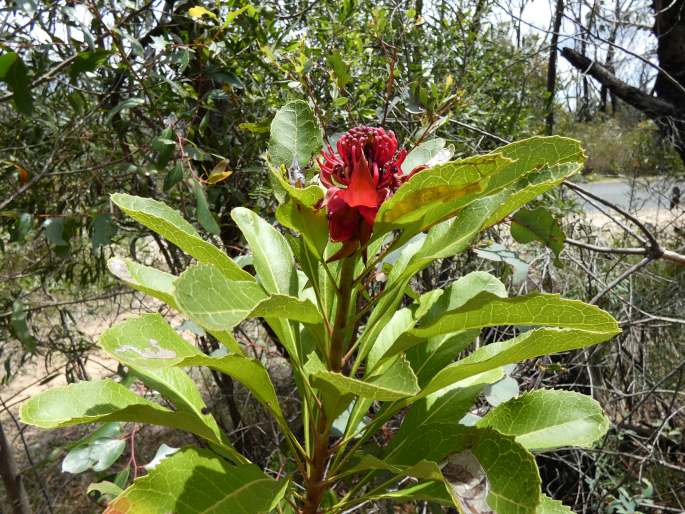 Telopea speciosissima