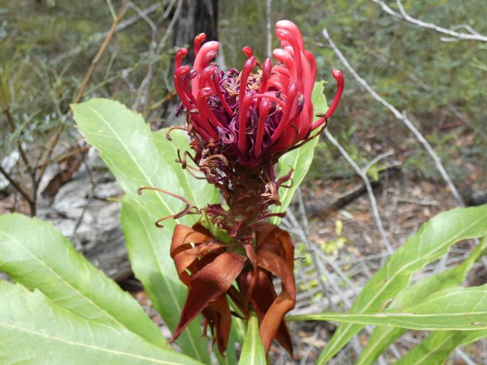 Telopea speciosissima