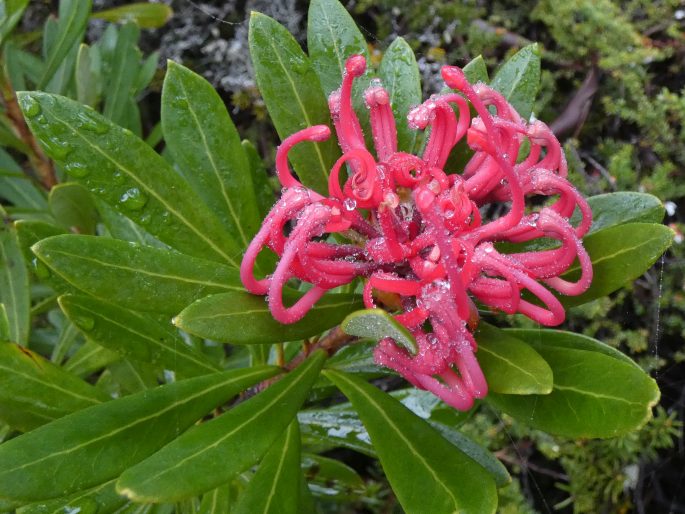 Telopea truncata