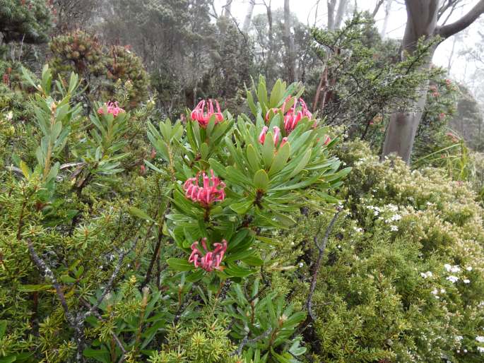 Telopea truncata