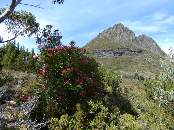 Telopea truncata