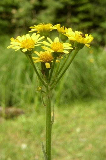 Tephroseris balbisiana