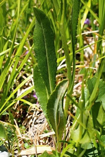 Tephroseris longifolia subsp. brachychaeta