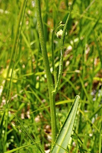 Tephroseris longifolia subsp. brachychaeta