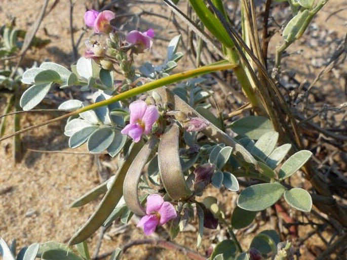 Tephrosia purpurea subsp. canescens