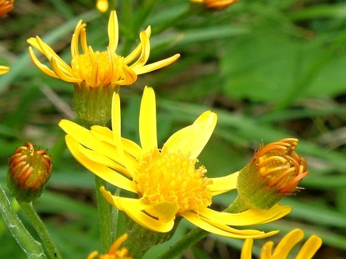 Tephroseris aurantiaca